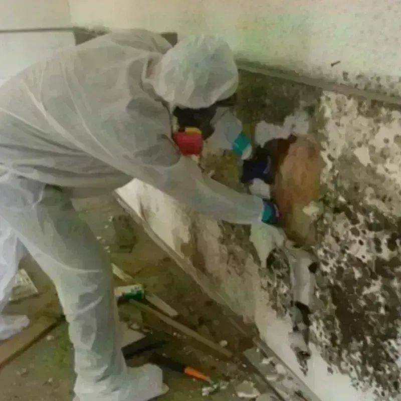 Mold Remediation and Removal in Amherst, VA